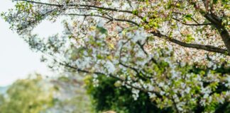 Spring In The City: Discover Cherry Blossoms And Outdoor Fun Magic