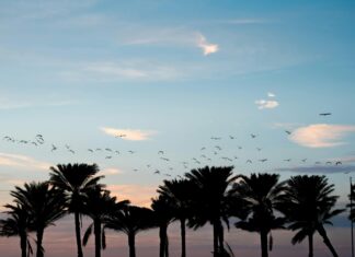 New York To Orlando Flights: Ultimate Guide To Affordable Travel Deals