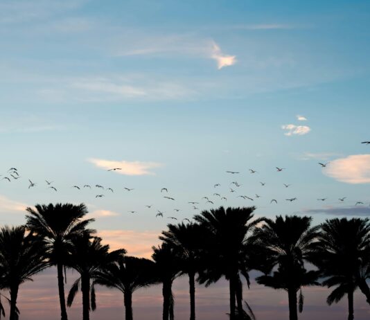 New York To Orlando Flights: Ultimate Guide To Affordable Travel Deals