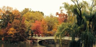 Best Spots For Fall Foliage In New York City: Hidden Gems Revealed
