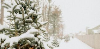 What To Do In NYC This January: Exciting Winter Adventures Await