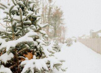 What To Do In NYC This January: Exciting Winter Adventures Await