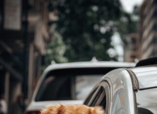 Best Dog Runs in the City: Discover Hidden Spots Your Pup Will Love