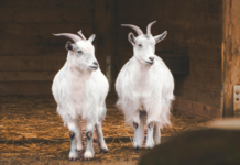 Best Zoos And Aquariums In NYC For Kids: Discover Amazing Adventures