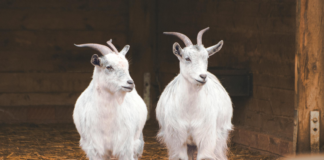 Best Zoos And Aquariums In NYC For Kids: Discover Amazing Adventures