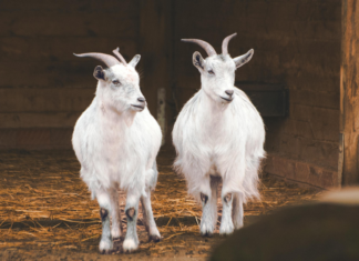 Best Zoos And Aquariums In NYC For Kids: Discover Amazing Adventures