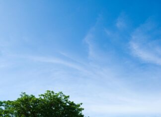 Dog-Friendly Beaches Near NYC: Discover Hidden Coastal Gems Today