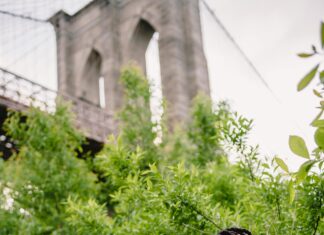 Davidzon Radio 620 AM Online Listen New York: How To Tune In Easily