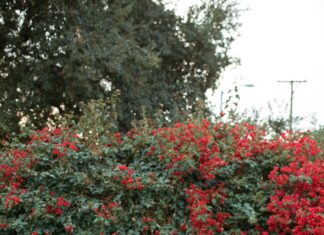 Central New York Fertility Center: Unlock Hope With Expert Care