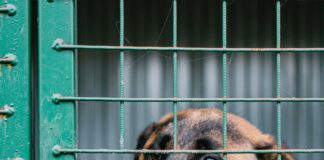 NYC’s Best Pet Adoption Events: Discover Amazing Pets Waiting For You