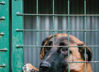 NYC’s Best Pet Adoption Events: Discover Amazing Pets Waiting For You